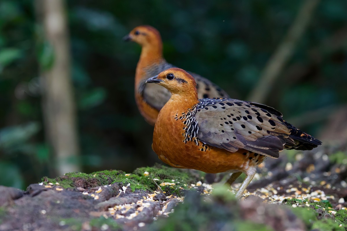 Куропатиця - ML645779822