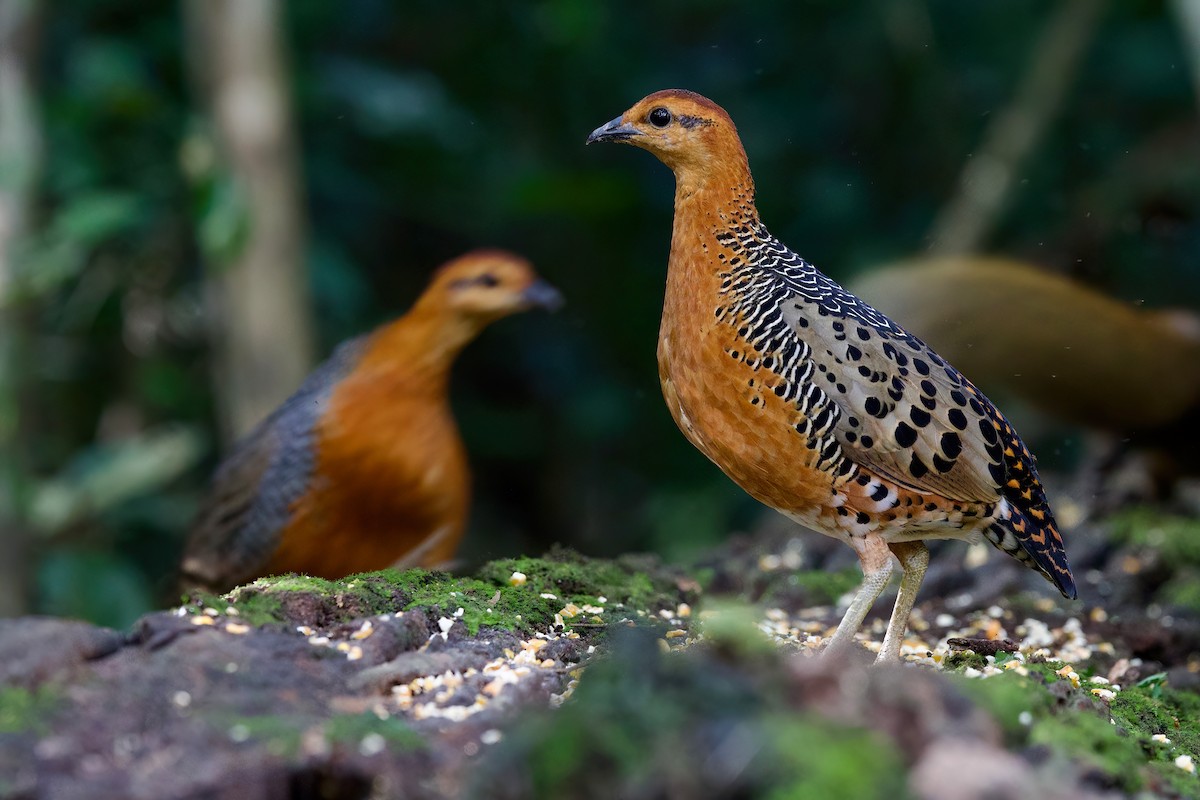 Куропатиця - ML645779823