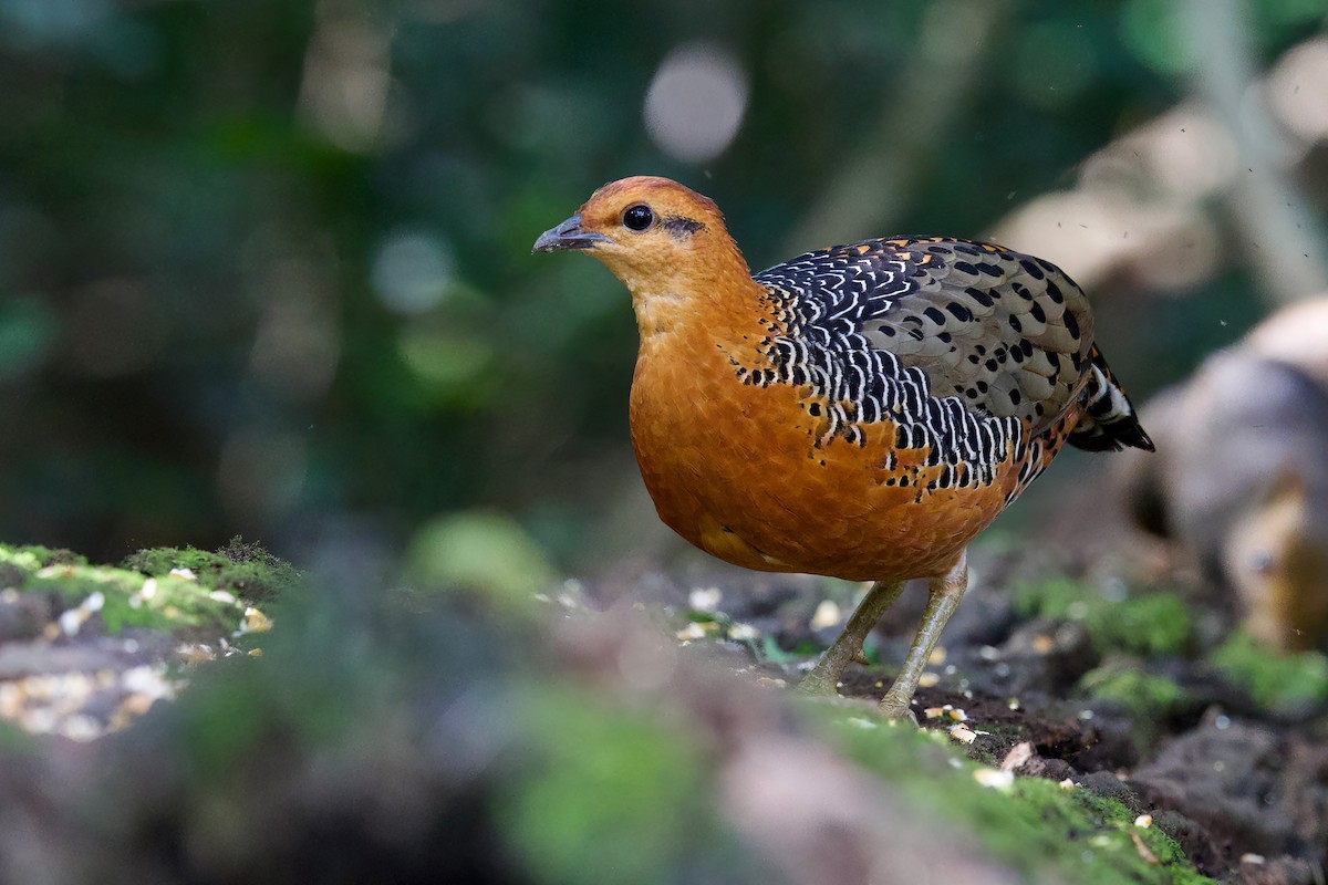 Куропатиця - ML645779824