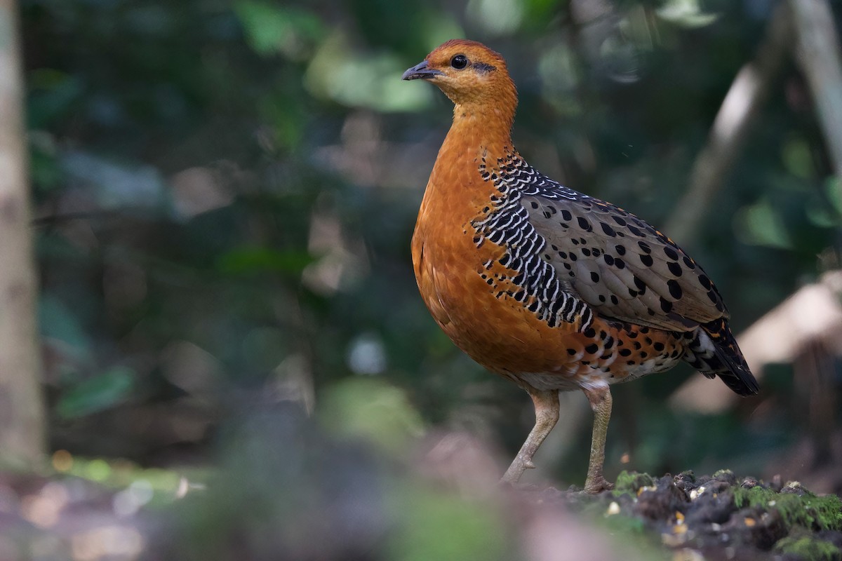 Куропатиця - ML645779825