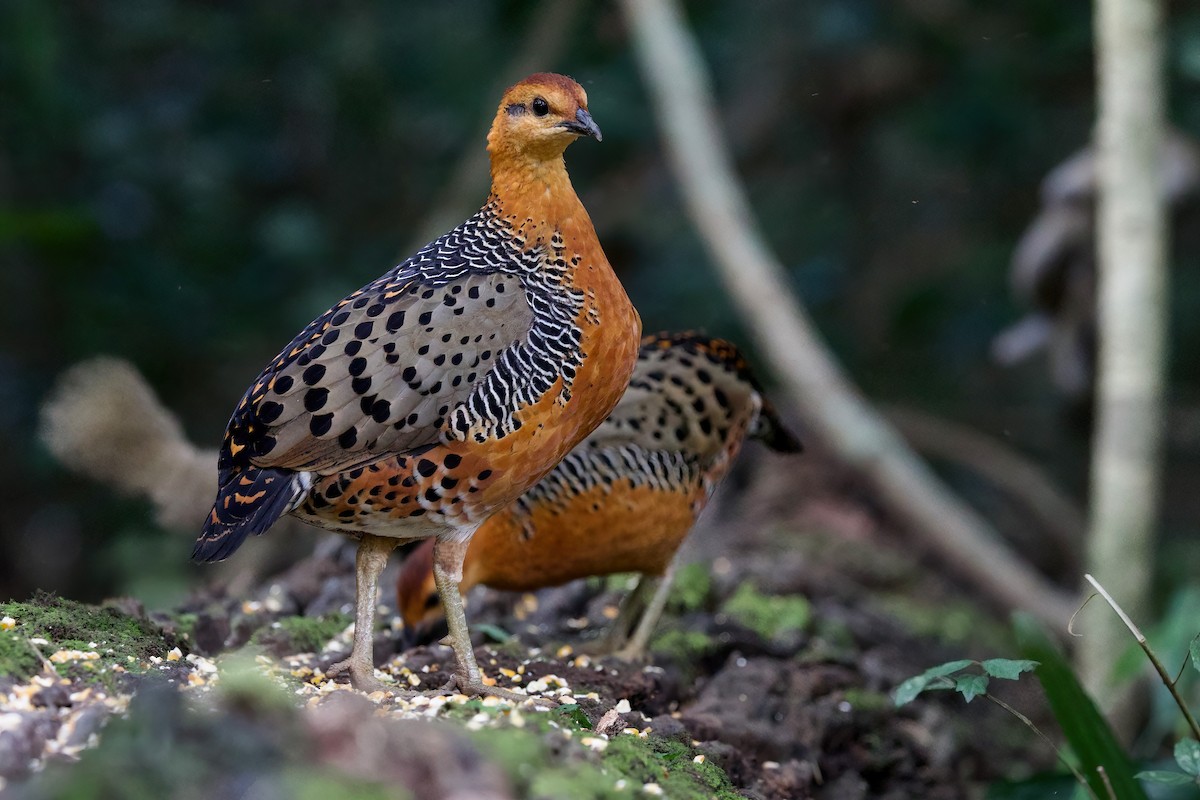 Куропатиця - ML645779826