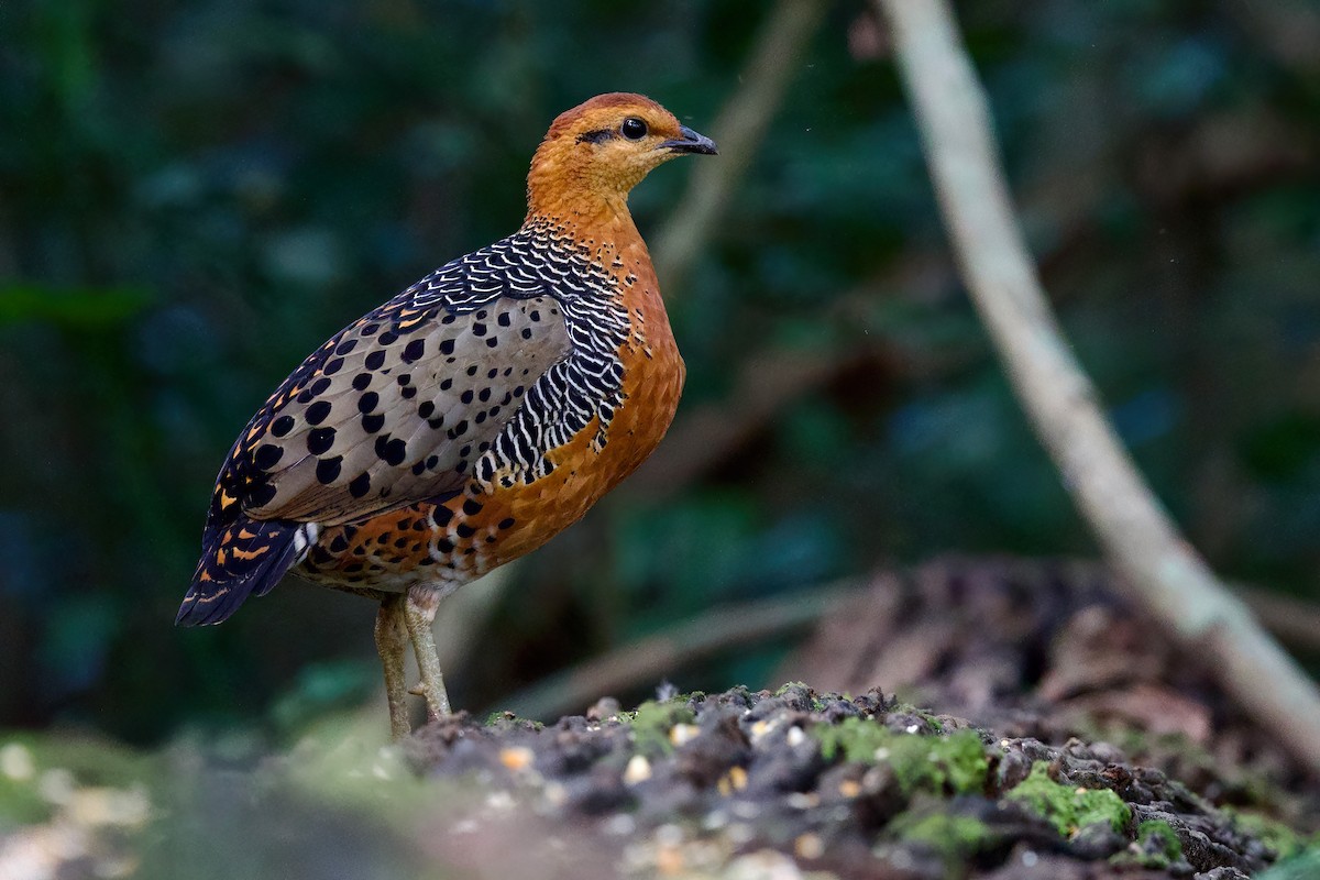 Куропатиця - ML645779827