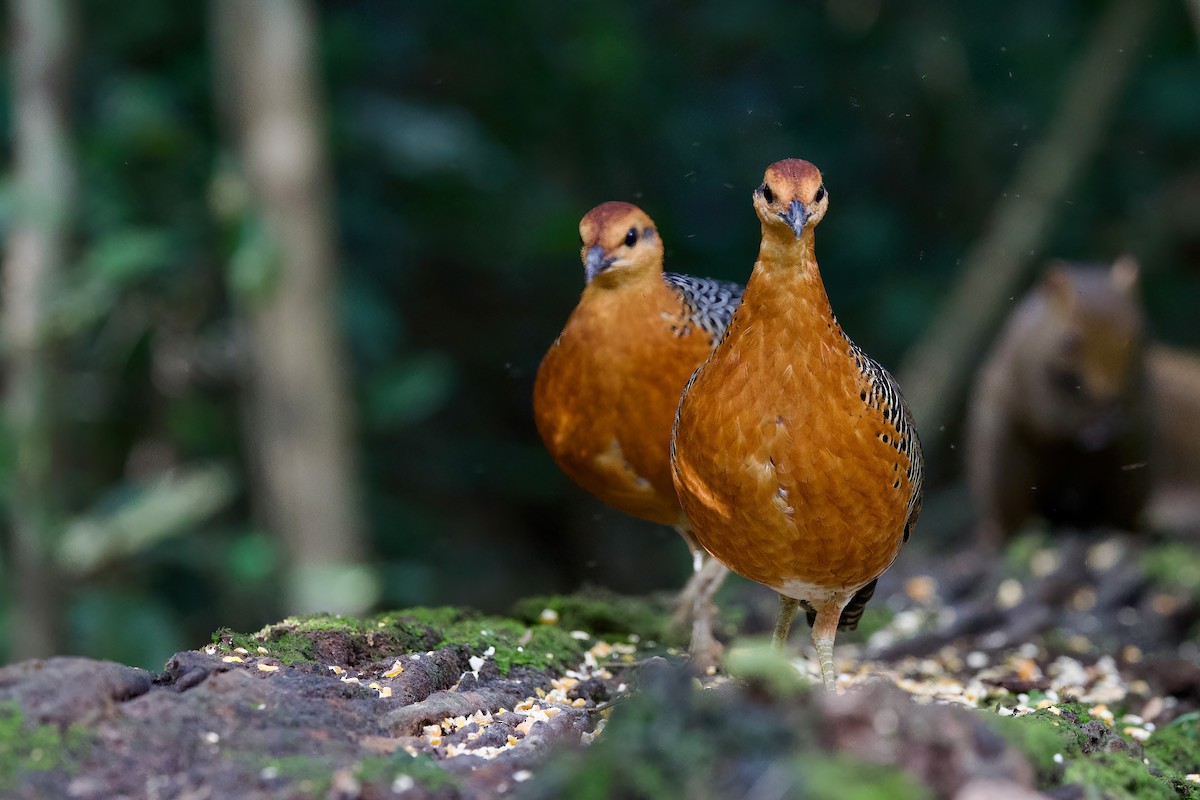 Куропатиця - ML645779828