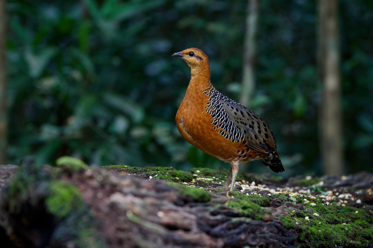 Куропатиця - ML645779829