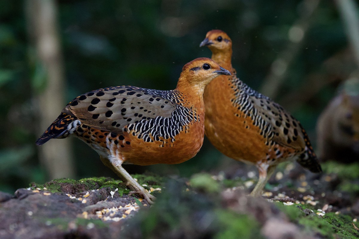 Куропатиця - ML645779830