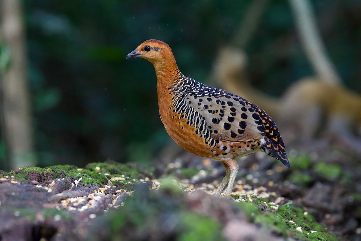 Куропатиця - ML645779831