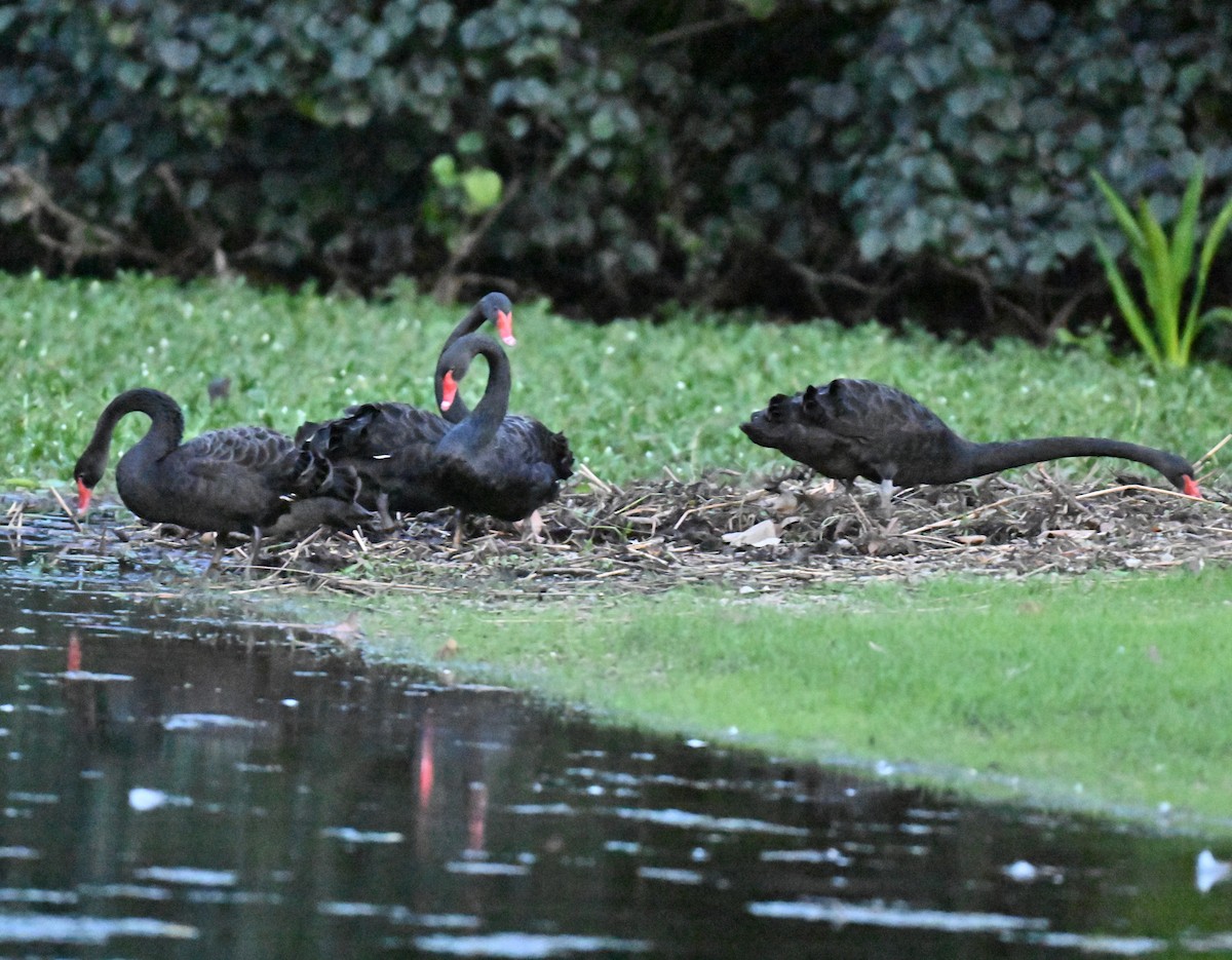 Black Swan - ML645779845