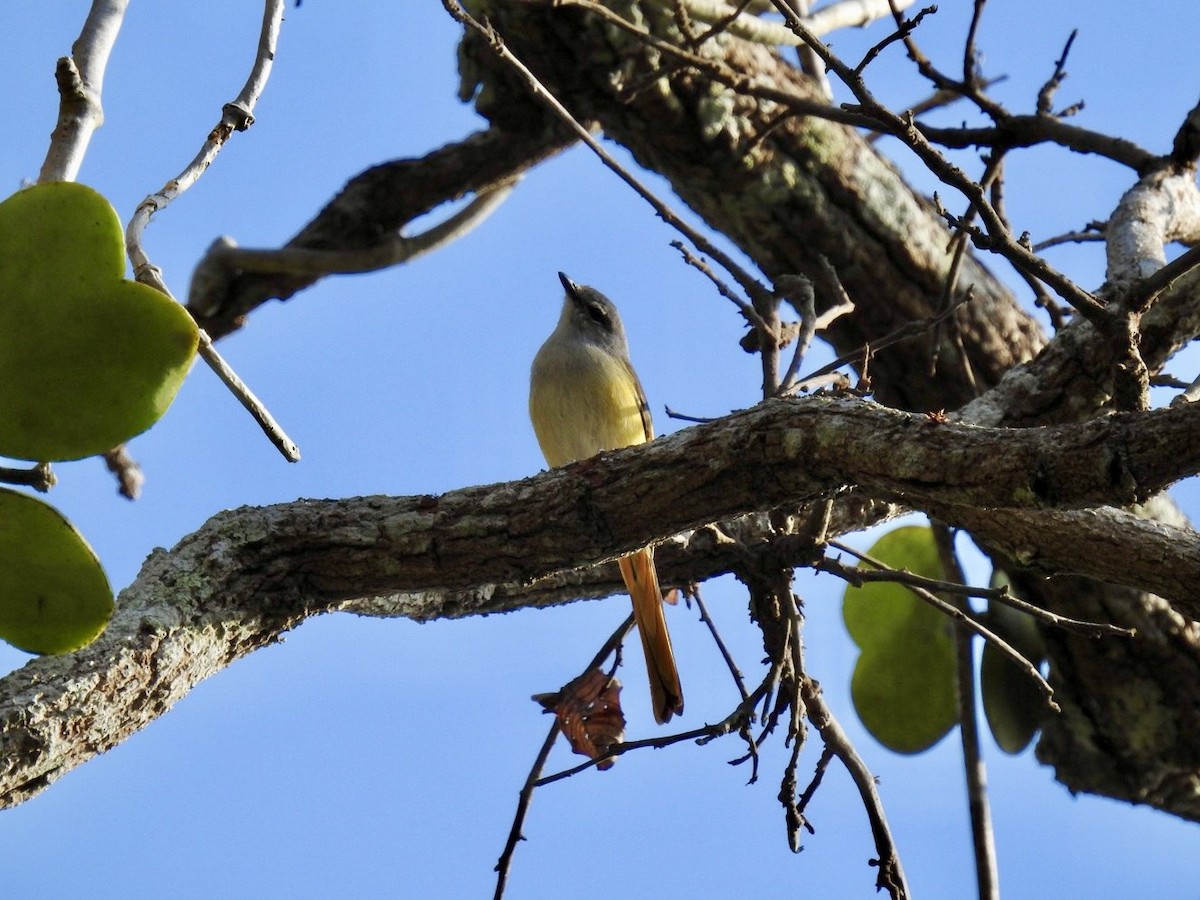 Zwergmennigvogel - ML645779846
