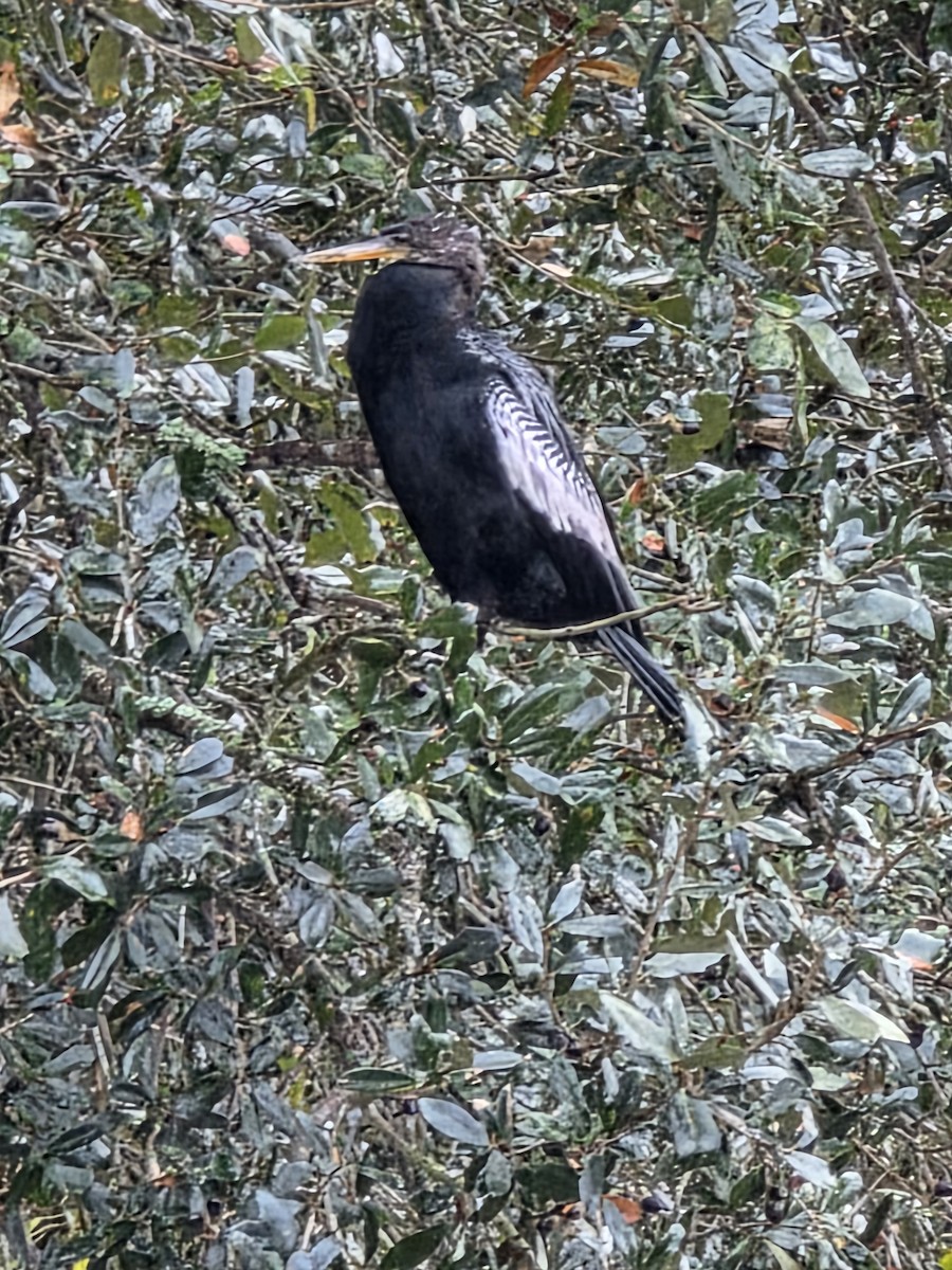 Anhinga - ML645779848