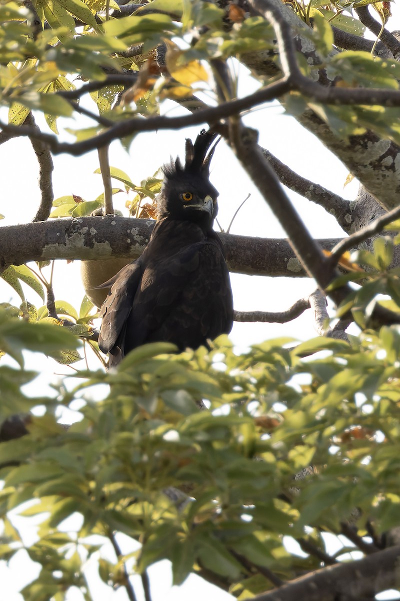 Long-crested Eagle - ML645779853