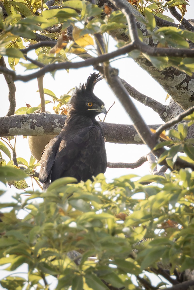 Long-crested Eagle - ML645779854