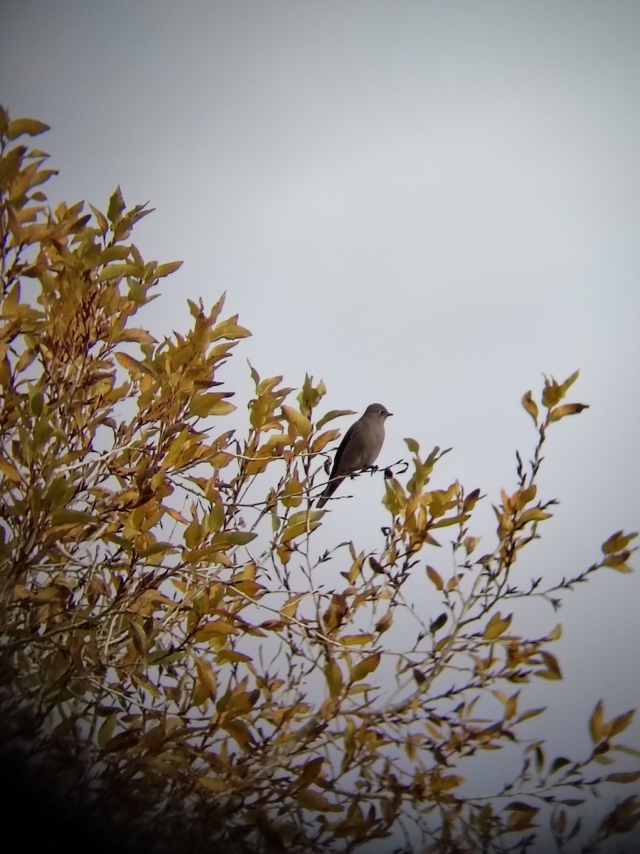 Townsend's Solitaire - ML645779866