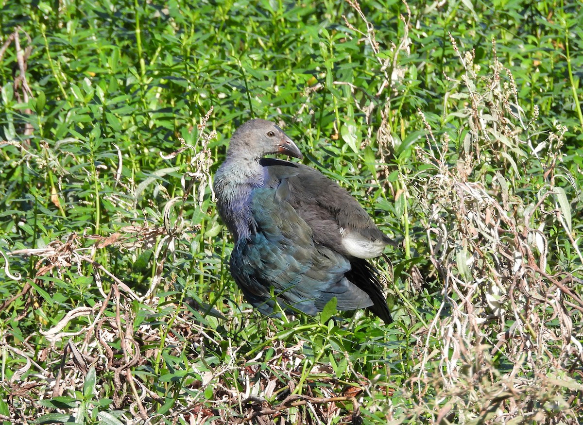 Gray-headed Swamphen - ML645779872
