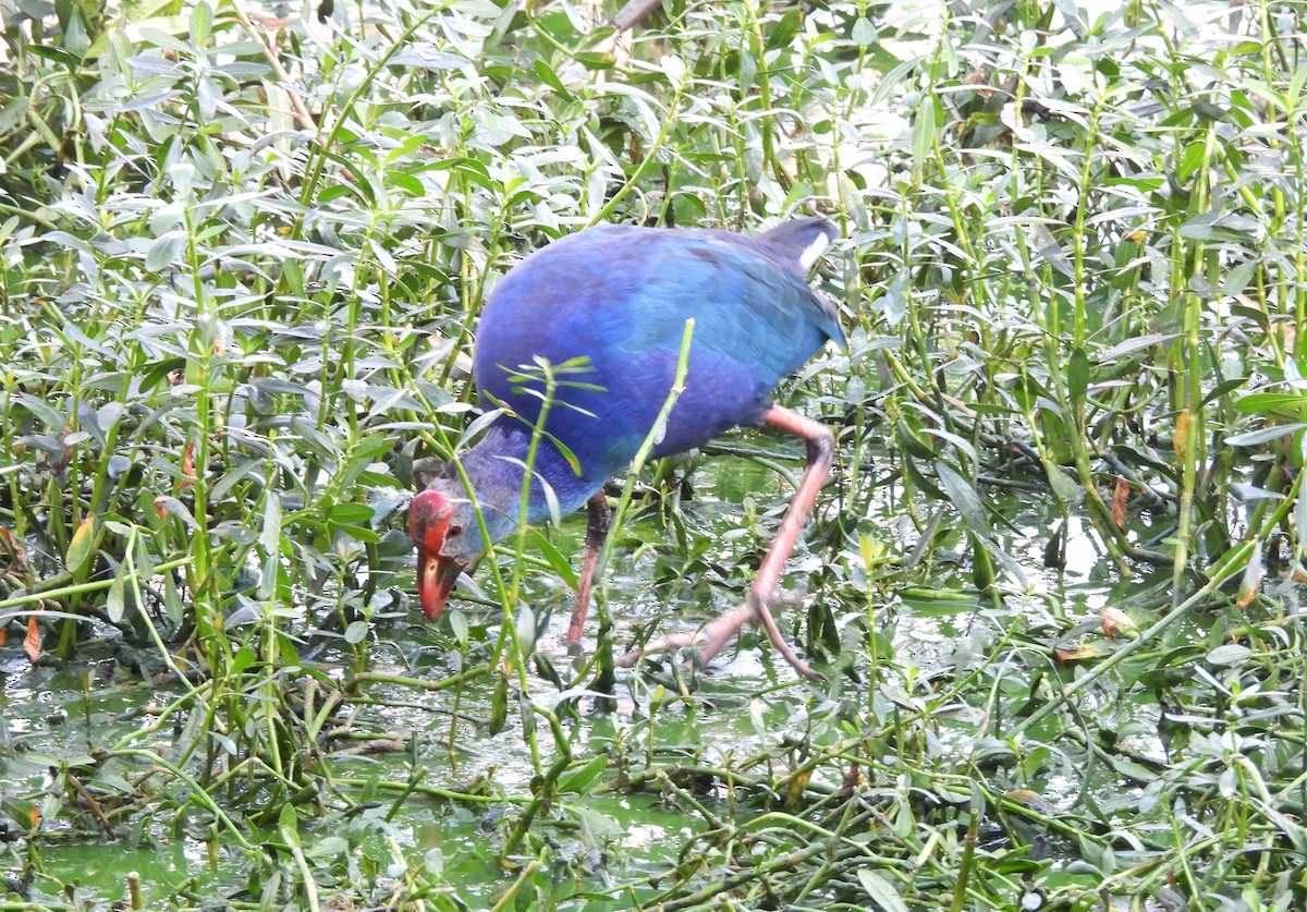 Gray-headed Swamphen - ML645779875
