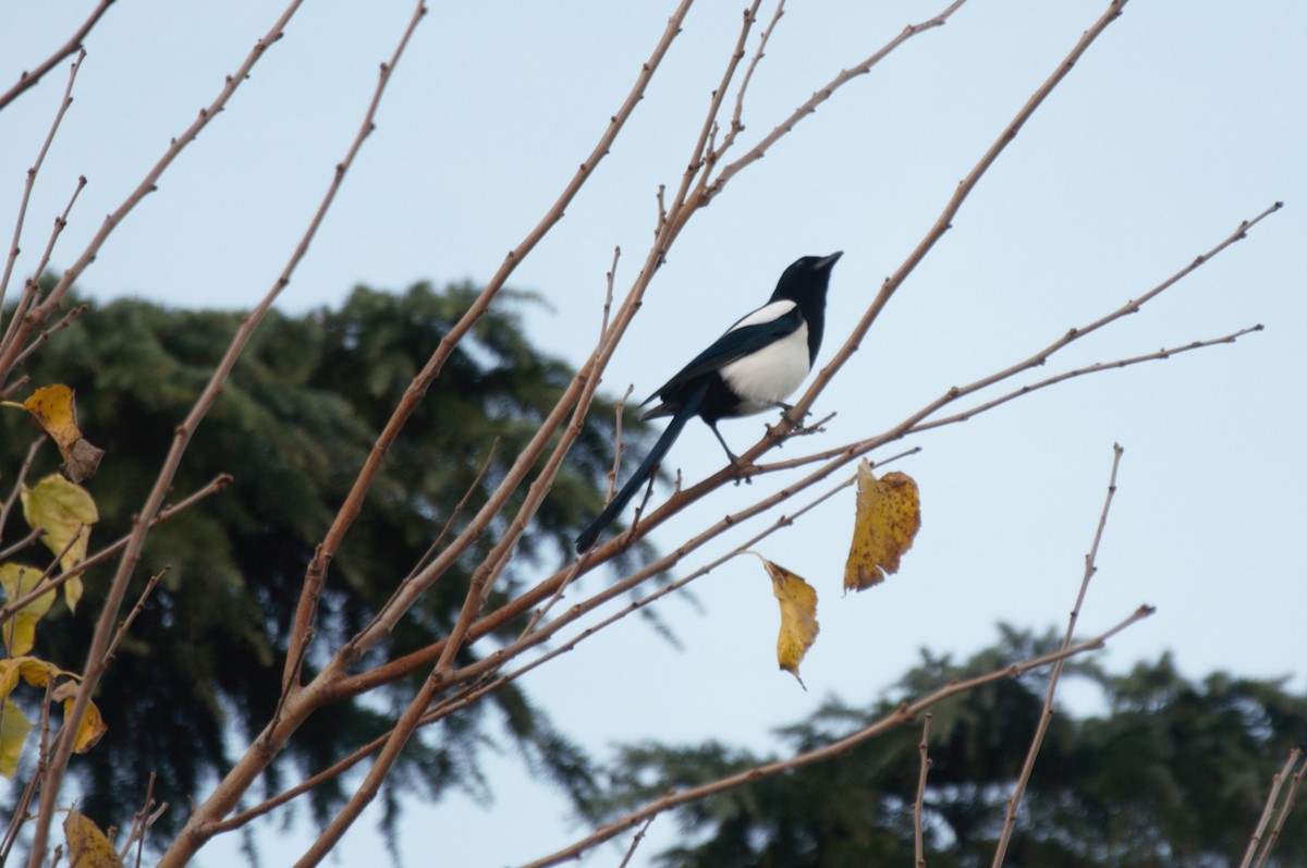 Eurasian Magpie - ML645779878