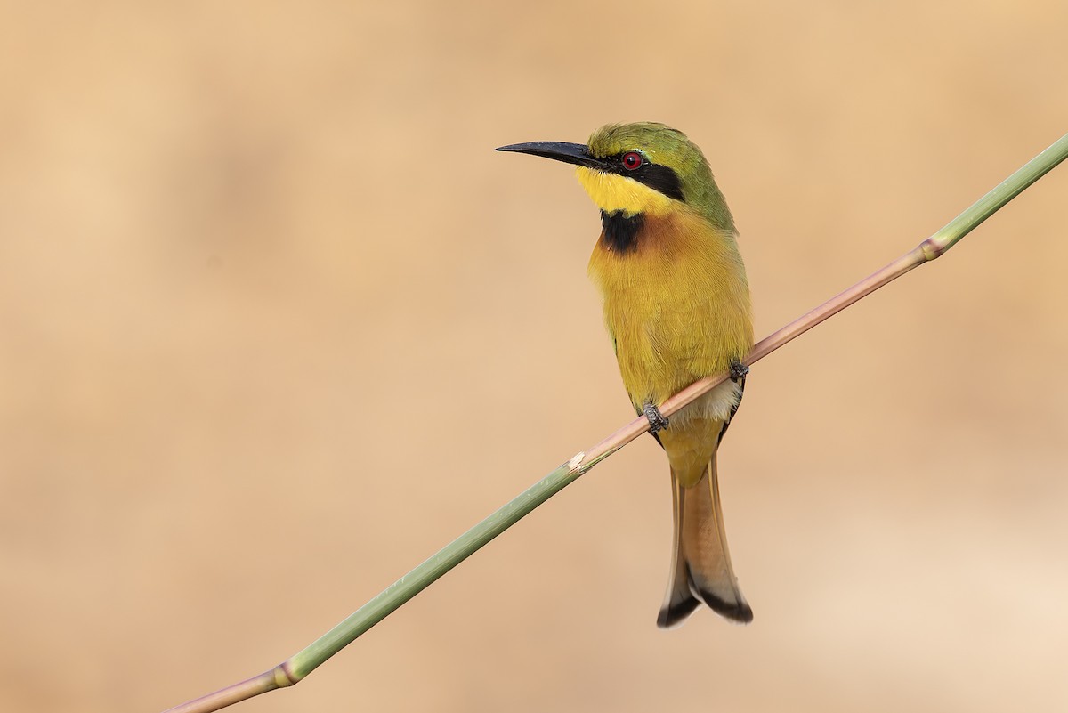 Little Bee-eater - ML645779881