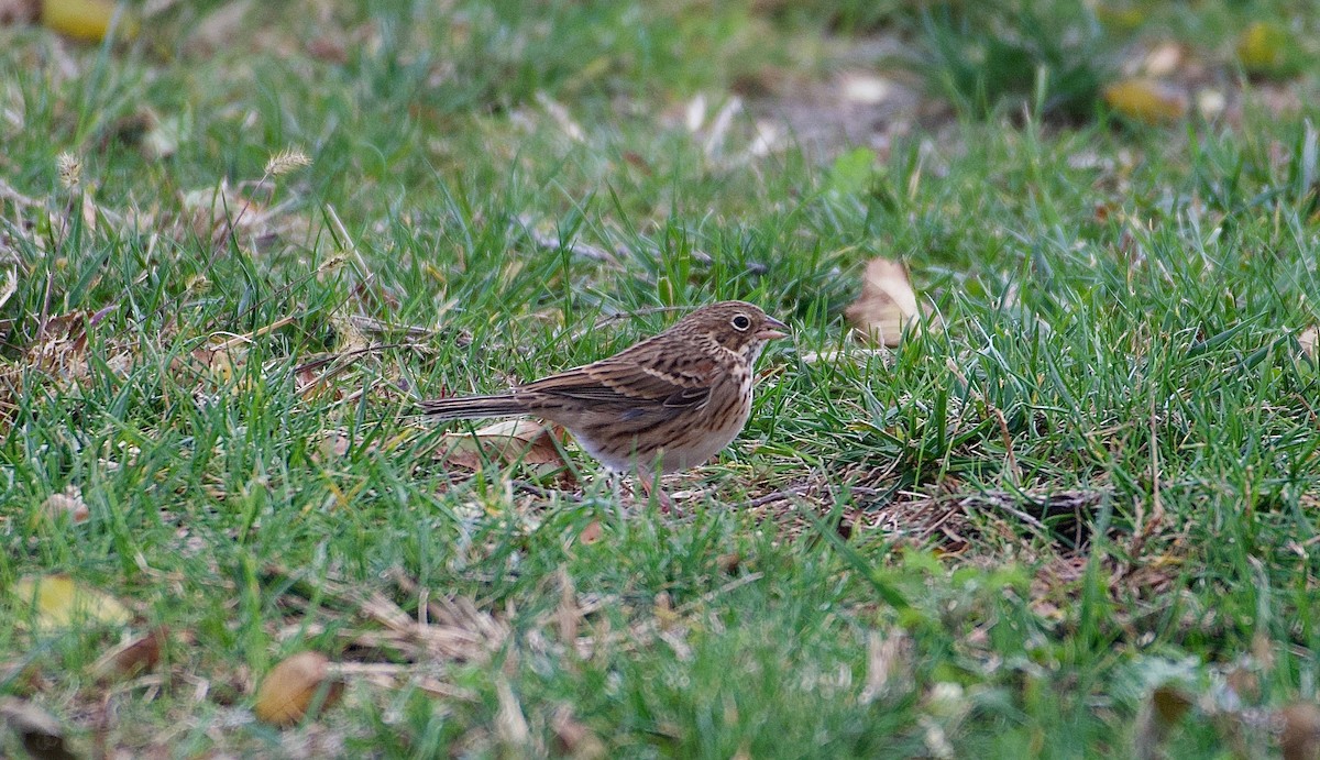 Vesper Sparrow - ML645779883