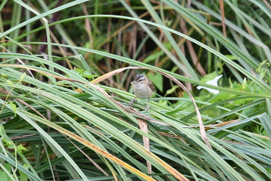 Sedge Warbler - ML645779884