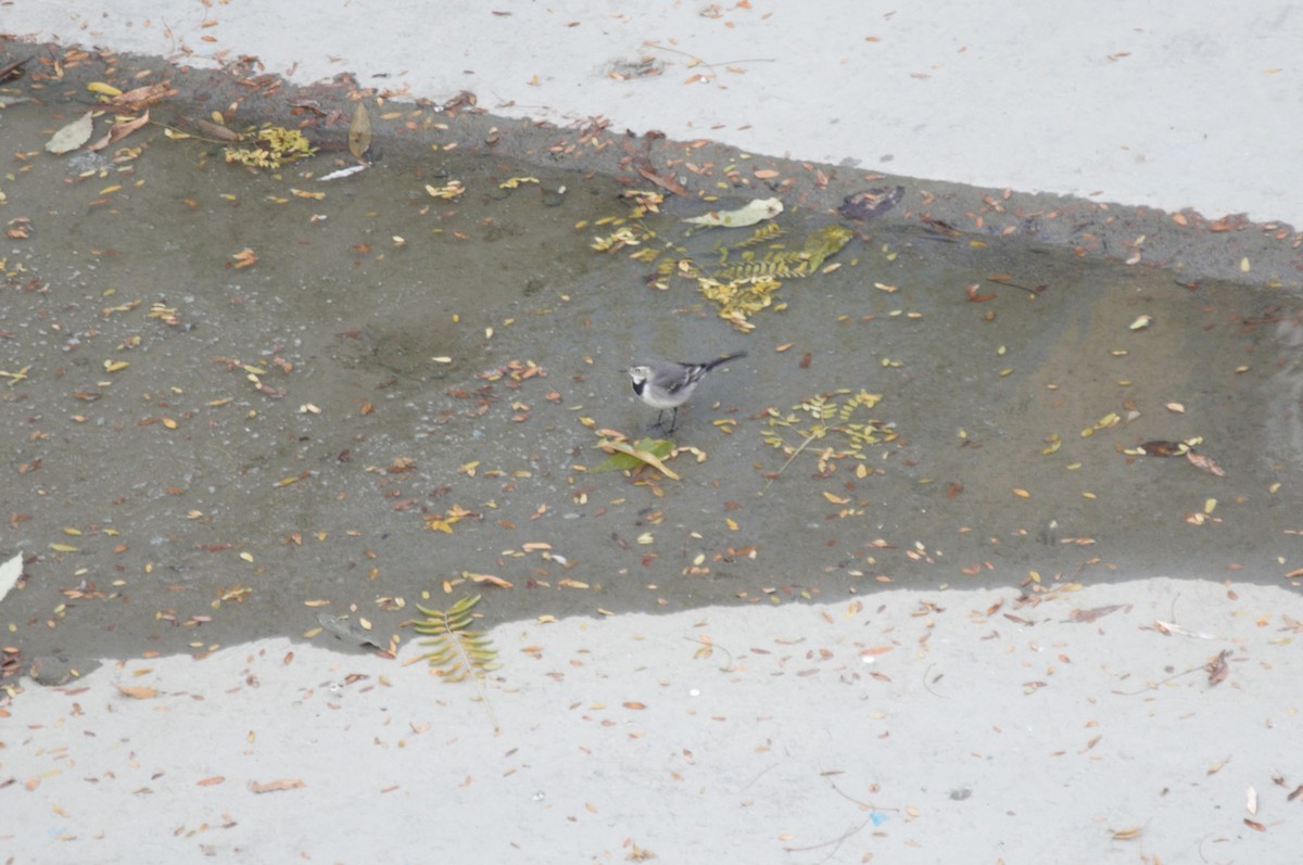 White Wagtail - ML645779885