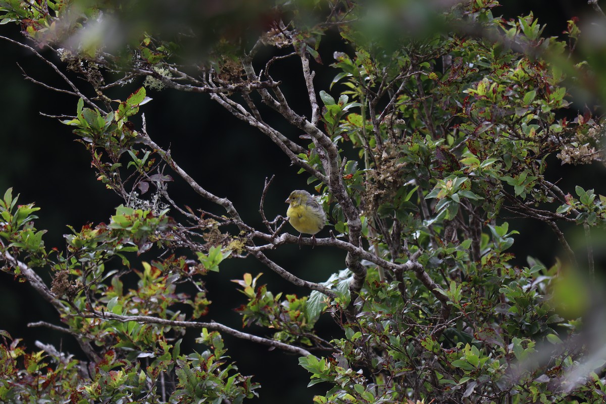 Island Canary - ML645779887