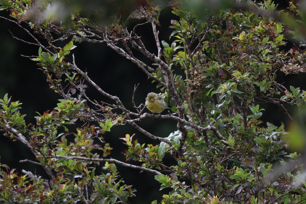 Island Canary - ML645779888