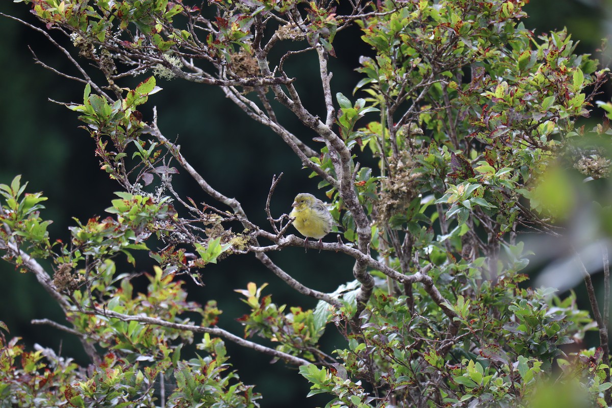 Island Canary - ML645779889