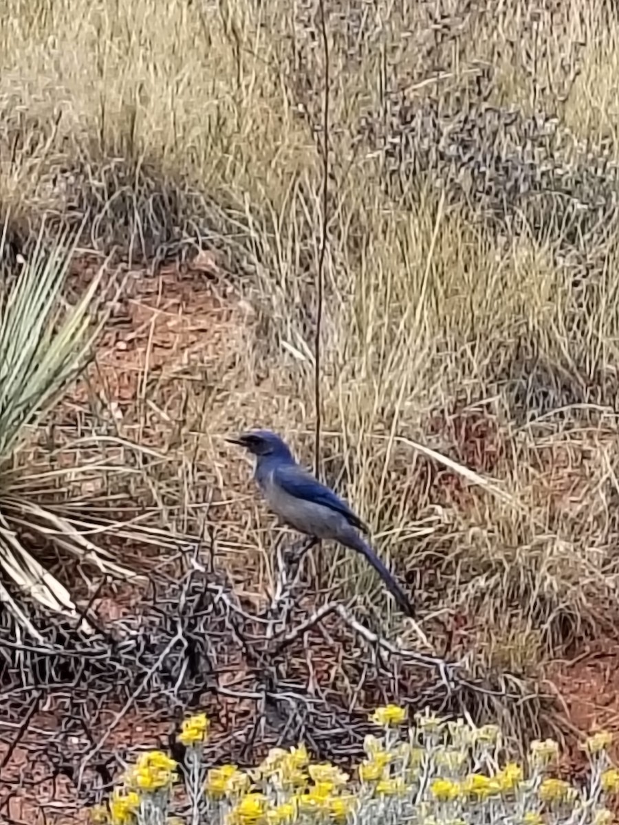 Woodhouse's Scrub-Jay - ML645779891