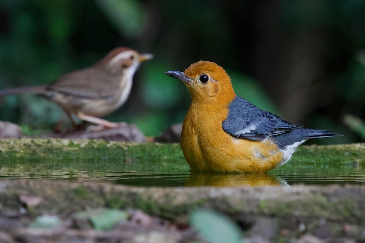 Orange-headed Thrush - ML645779895