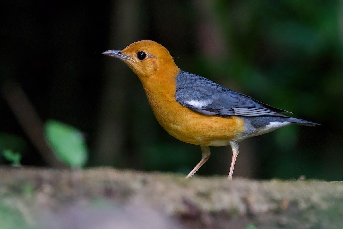 Orange-headed Thrush - ML645779896