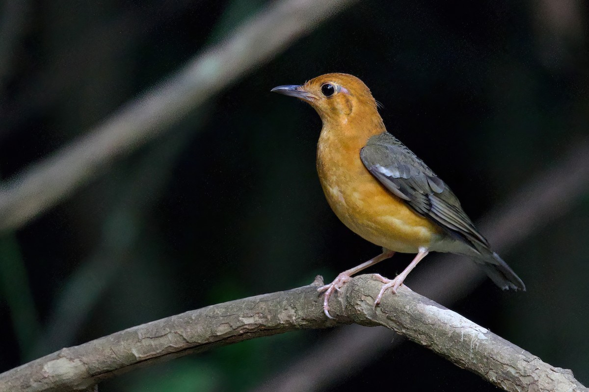 Orange-headed Thrush - ML645779897