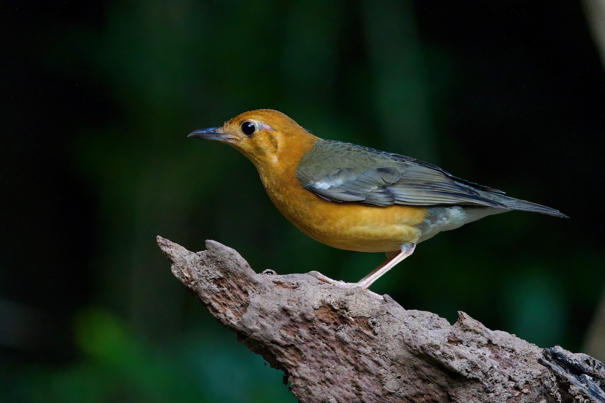 Orange-headed Thrush - ML645779898