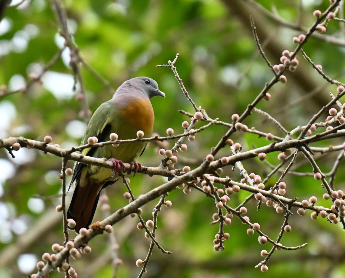 Pink-necked Green-Pigeon - ML645779899