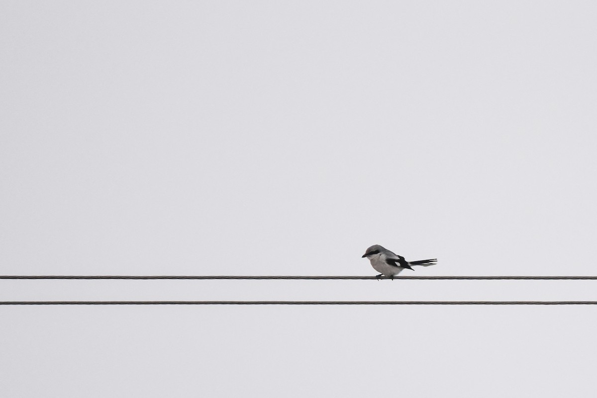 Great Gray Shrike - ML645779900