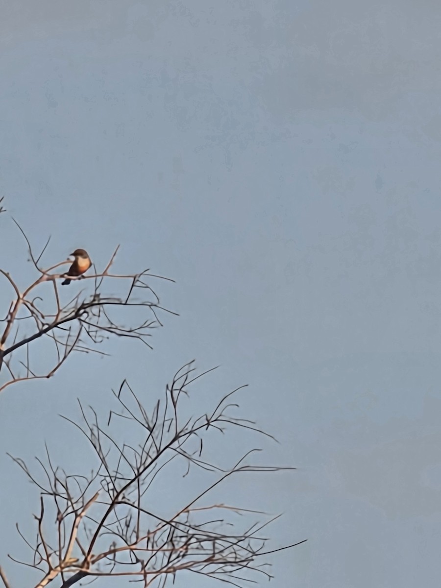 Vermilion Flycatcher - ML645779901