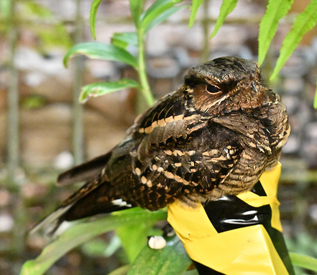 Large-tailed Nightjar - ML645779906