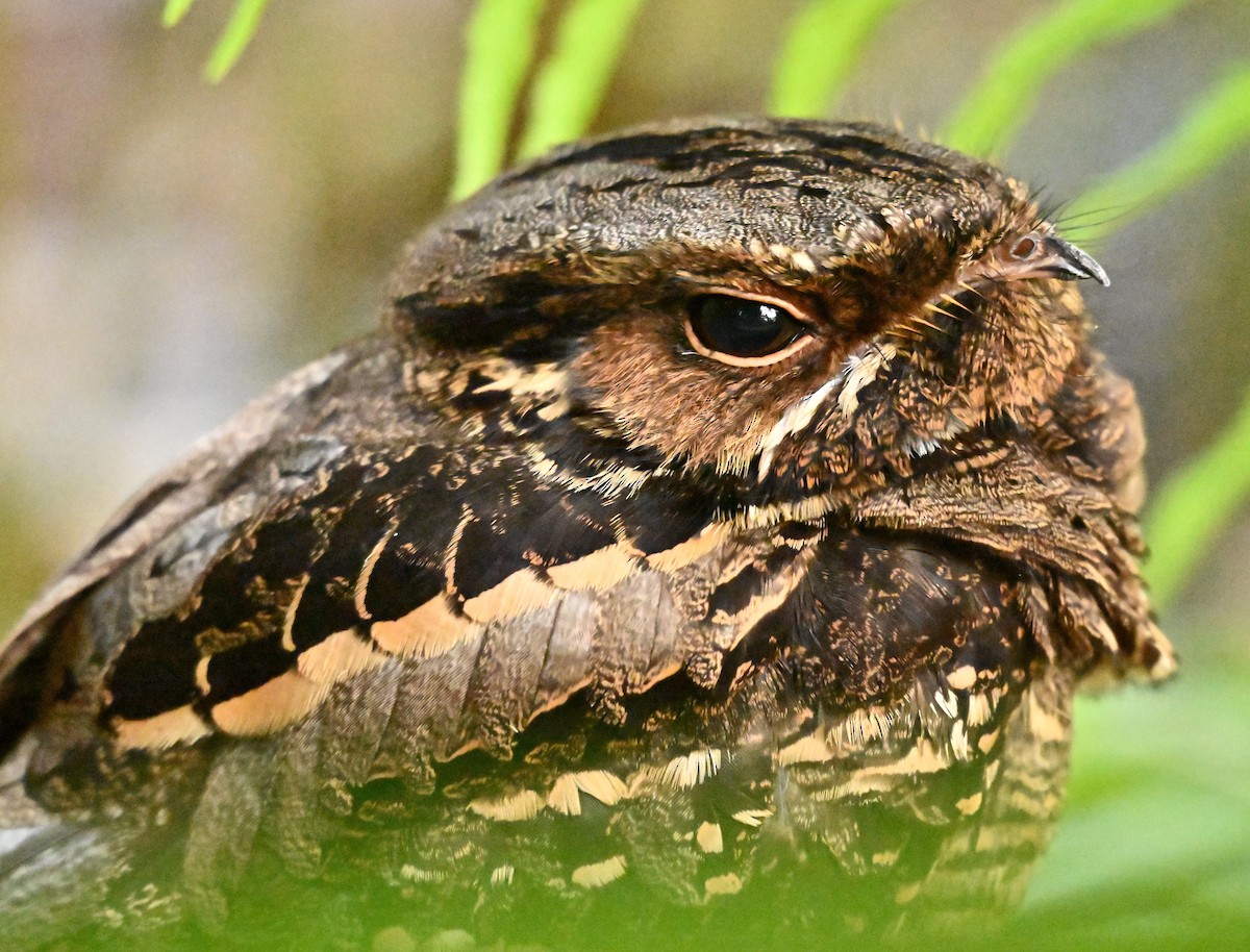 Large-tailed Nightjar - ML645779907