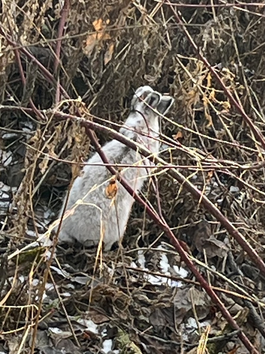 Animals - ML645779908