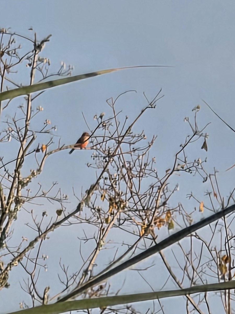 Vermilion Flycatcher - ML645779910