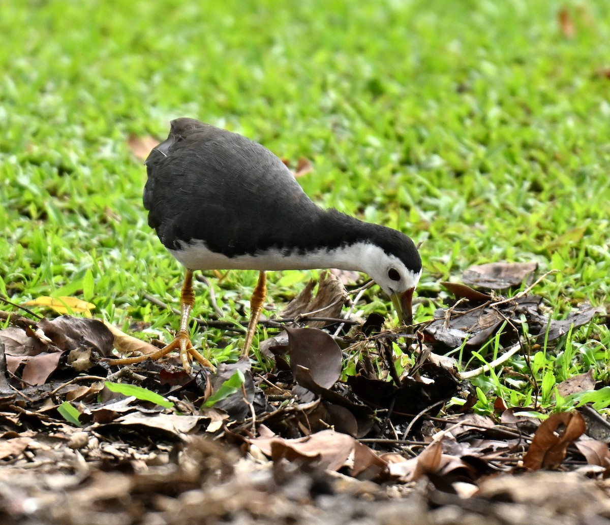 White-breasted Waterhen - ML645779911