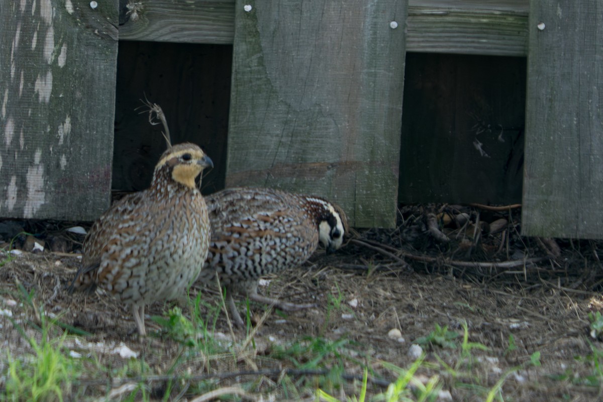Northern Bobwhite - ML645779912
