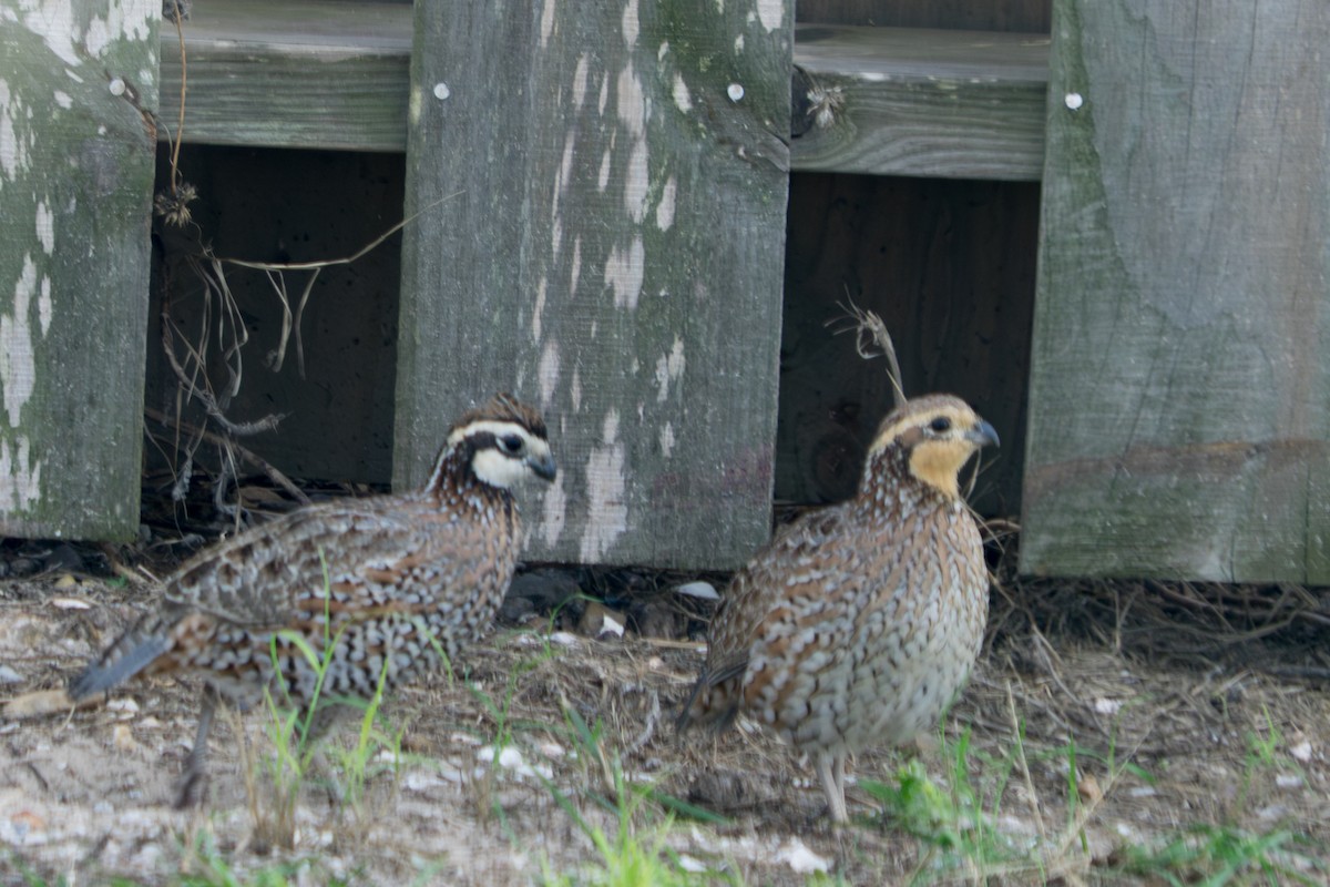 Northern Bobwhite - ML645779913