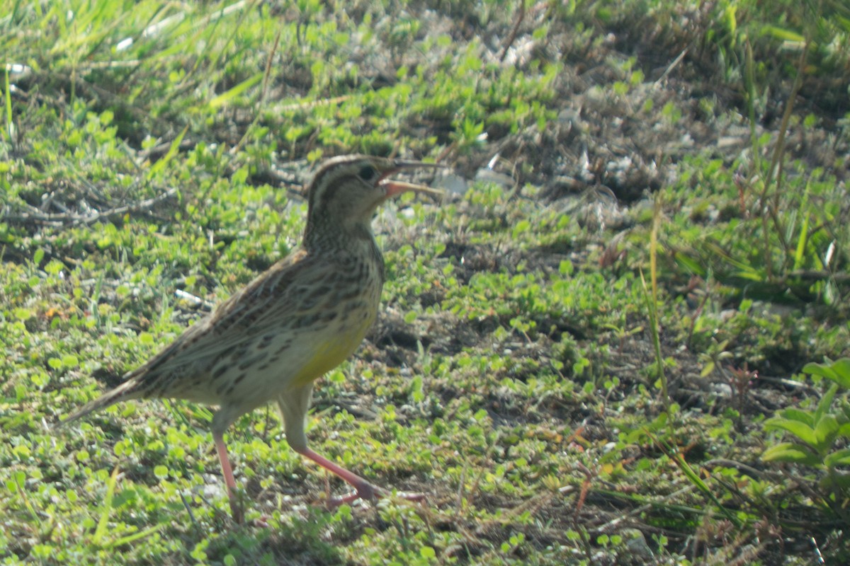 Western/Eastern Meadowlark - ML645779916