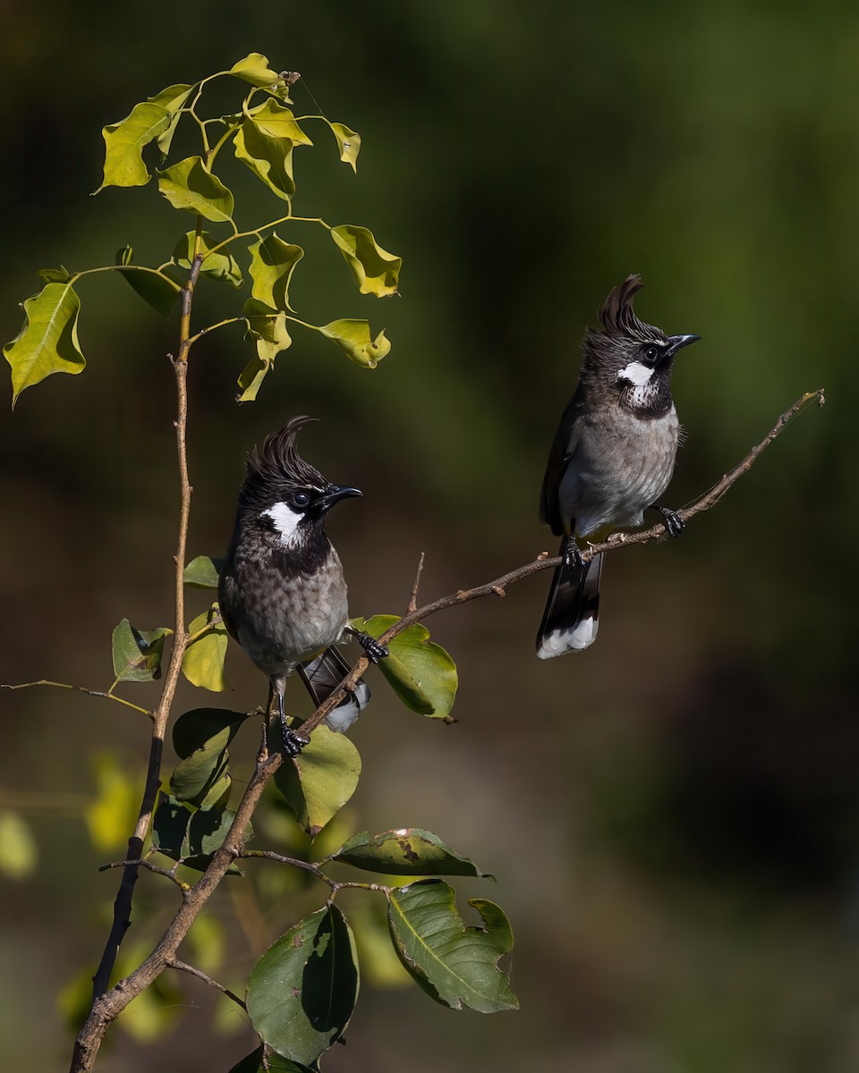 Himalayan Bulbul - ML645779918
