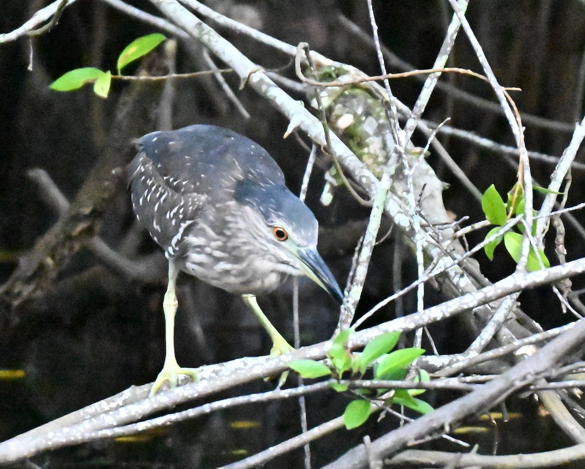 Black-crowned Night Heron - ML645779921