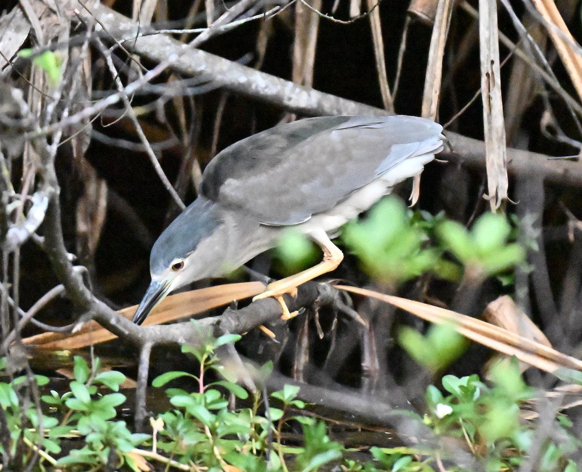 Black-crowned Night Heron - ML645779922