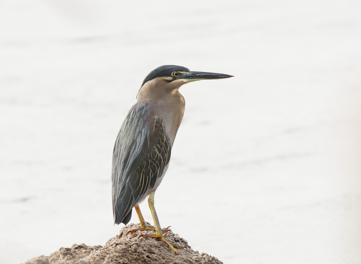 Little Heron - ML645779930