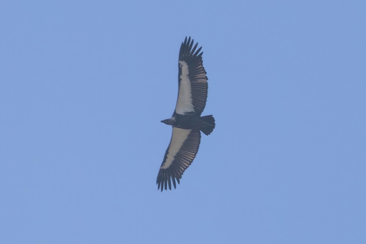 White-rumped Vulture - ML645779931
