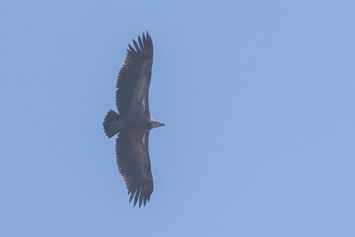 White-rumped Vulture - ML645779932