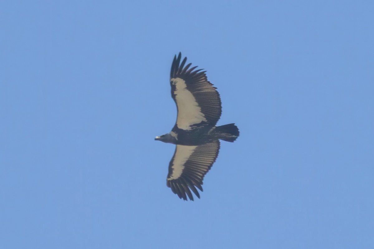 White-rumped Vulture - ML645779934