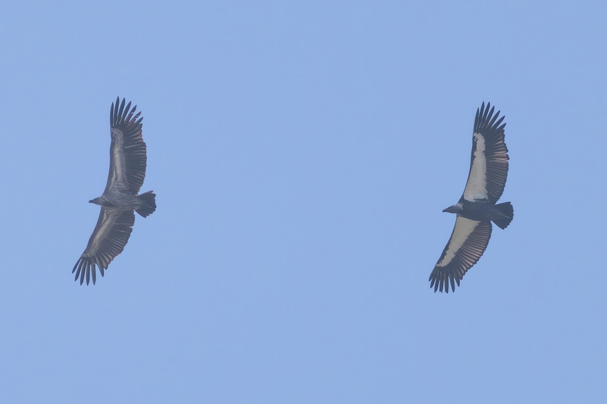 White-rumped Vulture - ML645779935